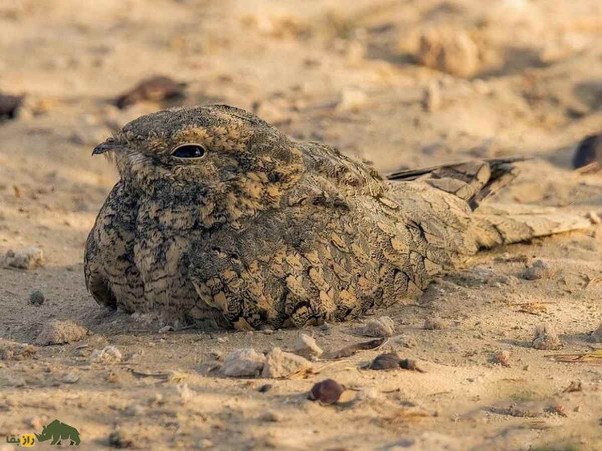 شبگرد مصری